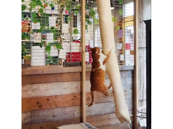 Klettersack für Katzen Sisal 180 cm